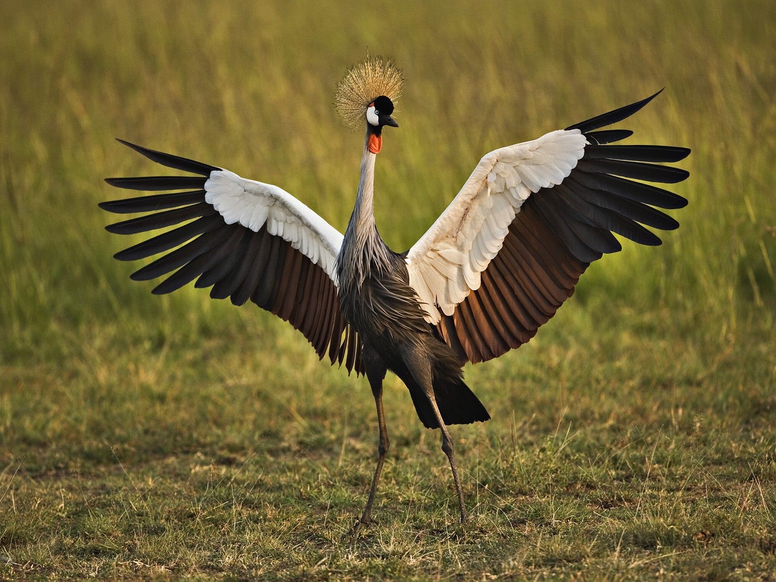 grulla africana real