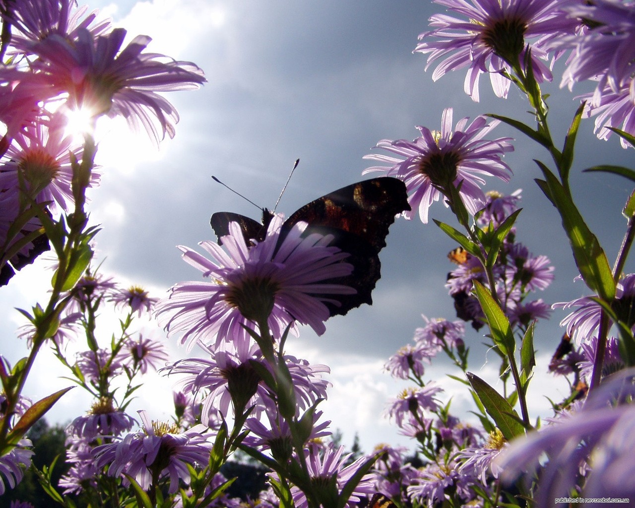 blumen schmetterling sonne sommer stimmung