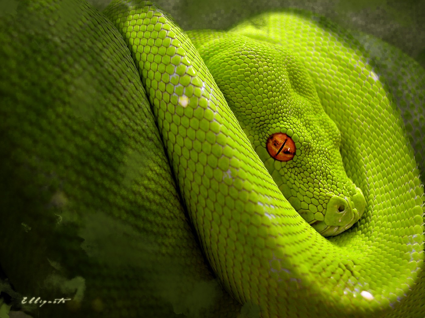 verde serpiente descanso