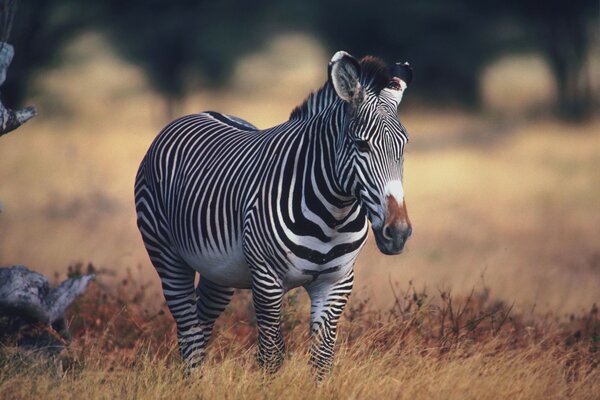 Foto en África de un animal de cebra en un campo