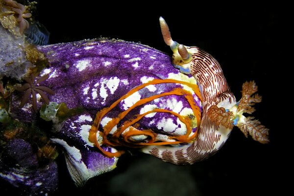 Foto di una vongola viola nel mare