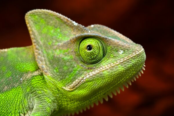 The gaze of a green chameleon portrait