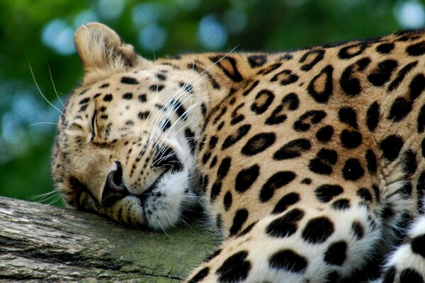 Leopardo durmiendo en un árbol acostado