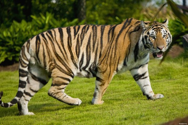 Grand tigre sur l herbe verte