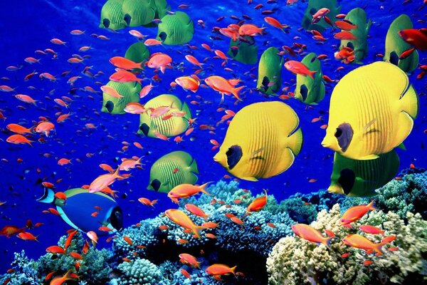 Подводных мир цветных рыбок и кораллов