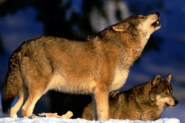 Wolves howl at the moon in winter