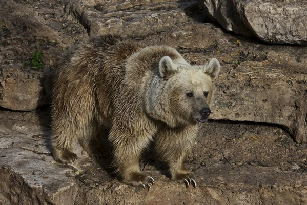 Ein schmutziger Eisbär steht auf den Steinen