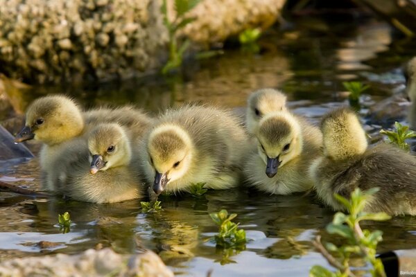 Süße Gänse am Wasserloch am Bach