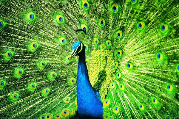 Foto de un hermoso pájaro pavo real
