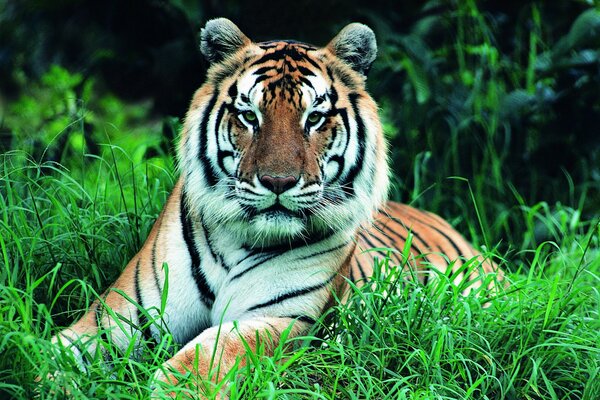 Tigre en la naturaleza foto de perfil