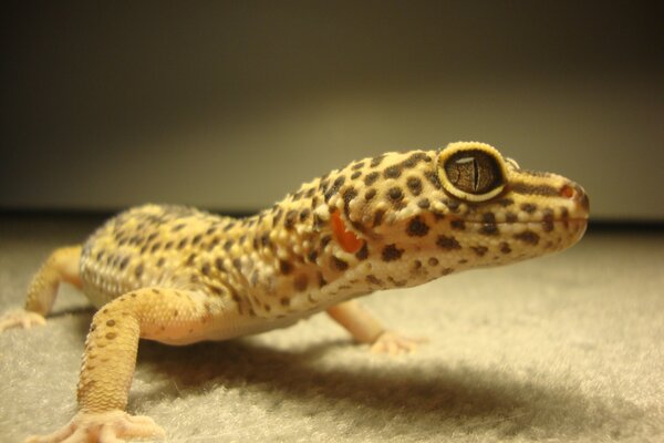 Foto de lagarto en manchas con ojo negro