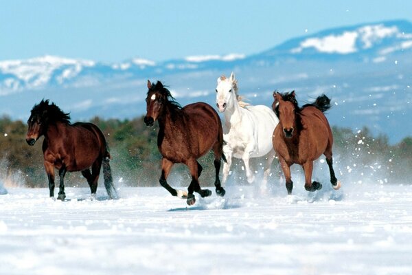 Manada de caballos en un campo de nieve