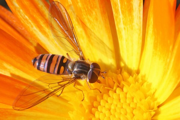 Unusual wasp on a yellow background in macro photography