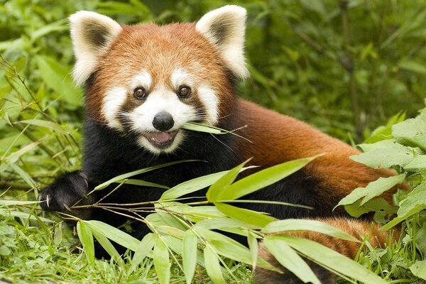 Prototipo del logo di Firefox Panda rosso che mastica le foglie