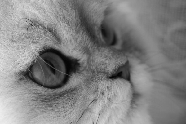 Imagen en blanco y negro de la mirada del gato