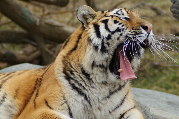 Ein erwachsener Tiger gähnt, der seinen Mund weit öffnet