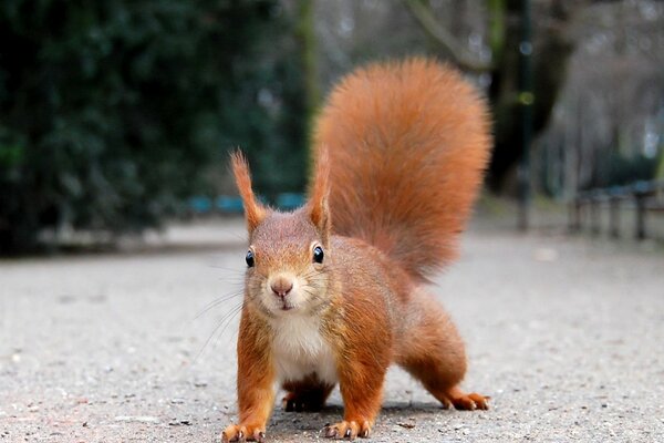 A red squirrel runs in the park