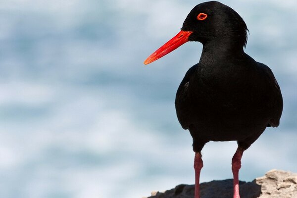 Foto del pájaro negro Kulik-urraca con pico rojo