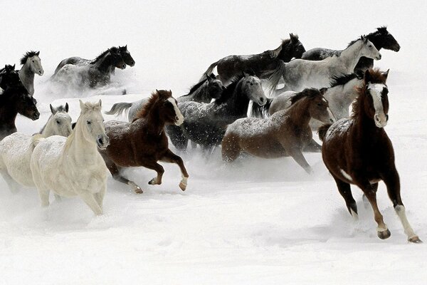 Chevaux sauvages dans la neige