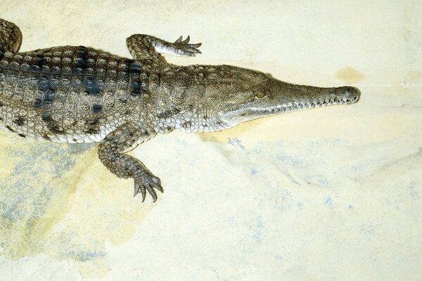 Крокодил лежащий на белом полу