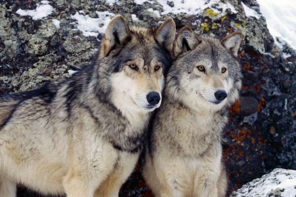 Couple de loups en hiver dans les montagnes enneigées