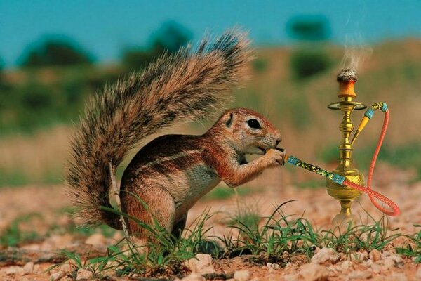 Squirrel smokes hookah in the field