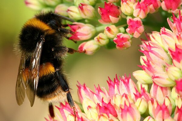 Zottige Hummel über einer zarten Blume