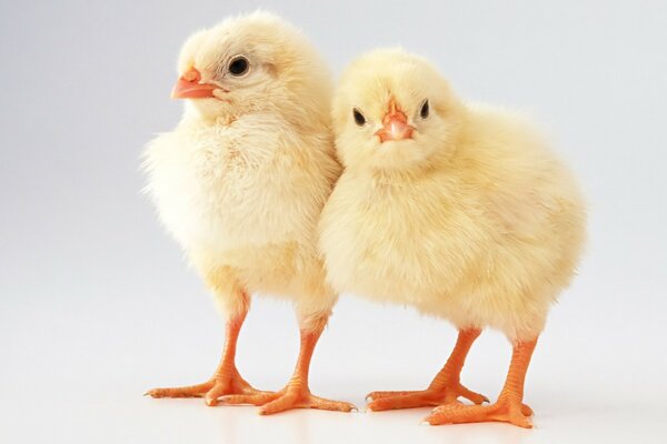 Двое цыплят на белом фоне