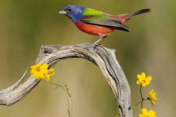 A colorful bird on a branch with yellow flowers