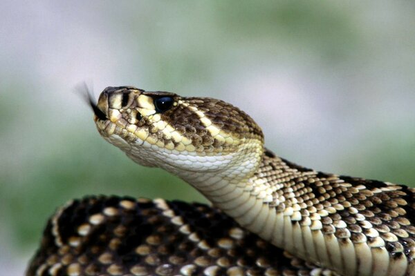 Snake basking in the sun