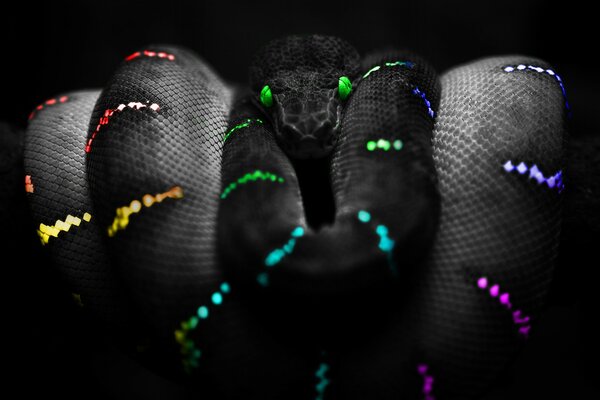 Serpiente negra con patrón de neón sobre fondo negro