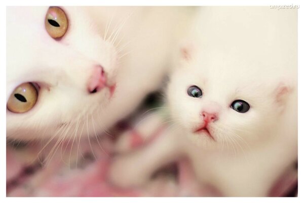Weiße Katze mit einem kleinen Kätzchen