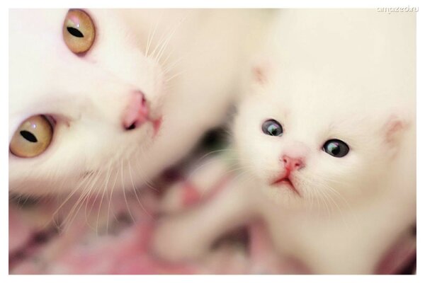 Gato blanco con un pequeño gatito