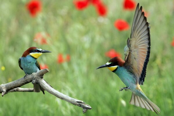 Foto von Vögeln im Flug mit offenen Flügeln