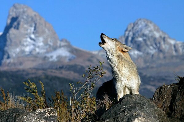 A wolf howls against the background of mountains and blue sky