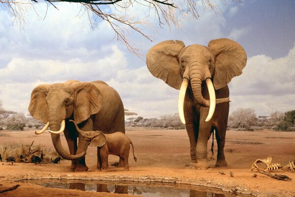 Two elephants and a baby elephant in Africa in the wild