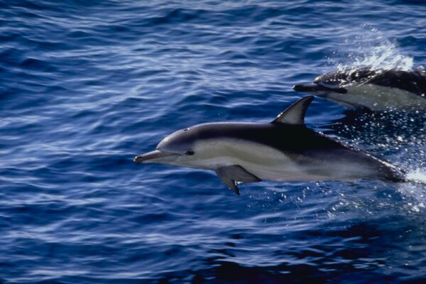 Due delfini sull acqua di mare