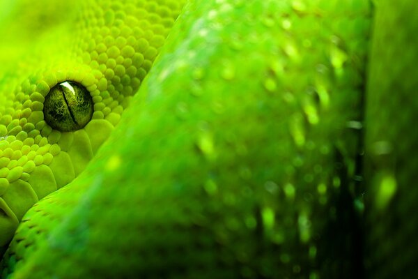 Oeil effrayant de serpent vert
