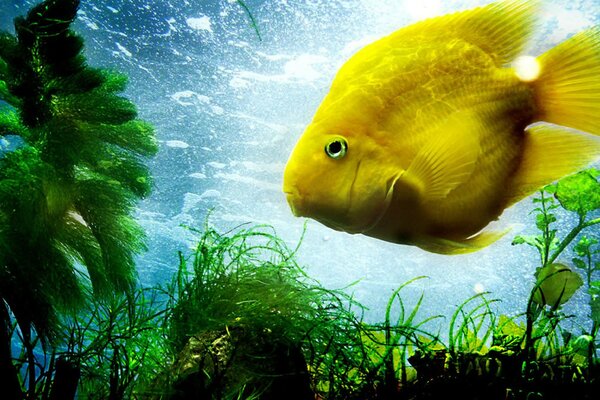 Dans l océan, le poisson jaune