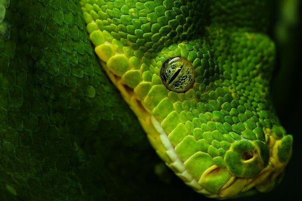 Serpente verde con occhio nero