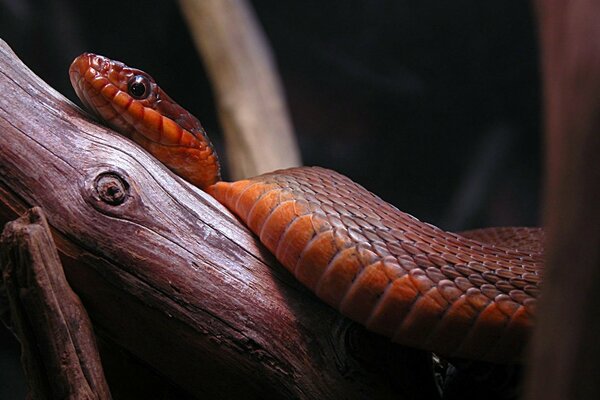 La serpiente se arrastra sobre una rama lentamente