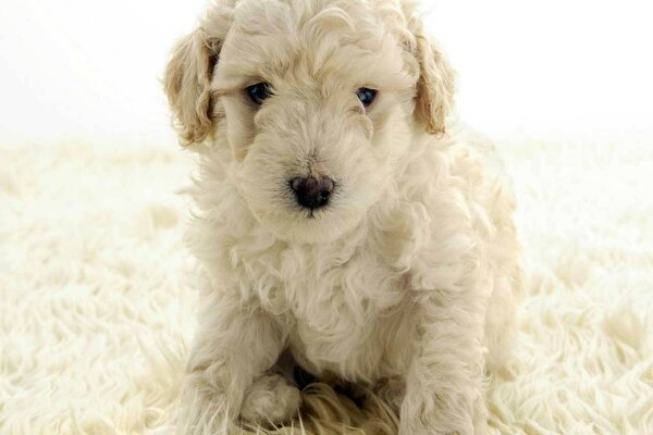 Foto de un perro peludo blanco en una alfombra blanca