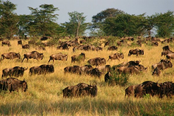 Herde in Afrika übergeht Paarhufer