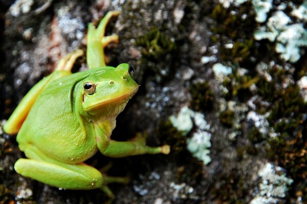 Grüner Frosch sitzt auf einem Baum
