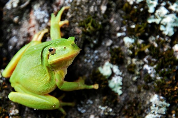 Grenouille verte assise sur un arbre