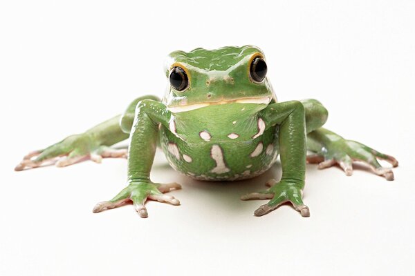 Green frog on a white background