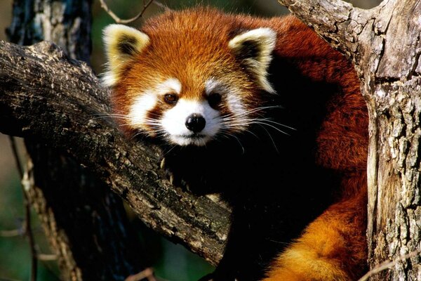 Mapache descansa en un árbol Milo