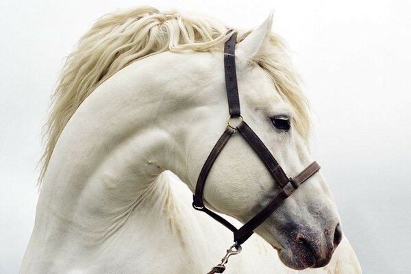 A beautiful white horse looks sideways