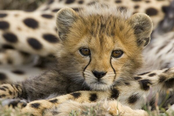 Little leopard in summer in Africa