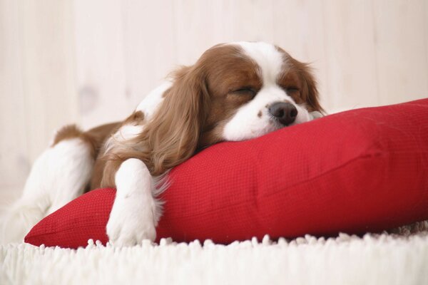 Chiot brun-blanc avec de longues oreilles se trouve sur un oreiller rouge